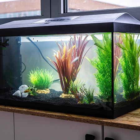 Ferienwohnung Studio Chaleureux Avec Aquarium Marcq-en-Baroeul Exterior foto